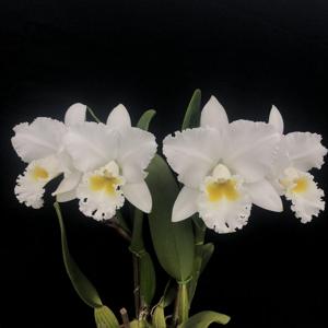 Cattleya Virginia Ruiz