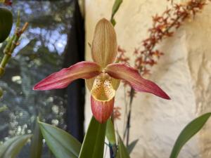 Phragmipedium Living Fire