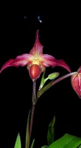 Phragmipedium Living Fire