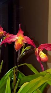 Phragmipedium Living Fire