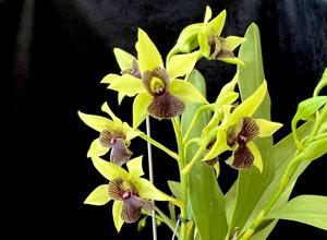 Dendrobium Gerald McCraith