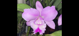 Rhyncholaeliocattleya Dal's Victory