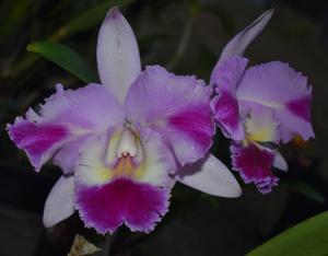 Rhyncholaeliocattleya Dal's Dynamite