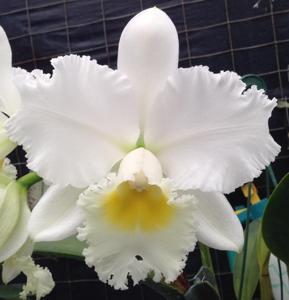 Rhyncholaeliocattleya Dal's Masterpiece