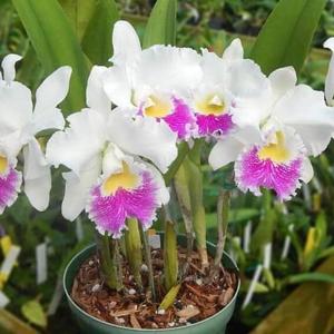 Rhyncholaeliocattleya Dal's Rapture