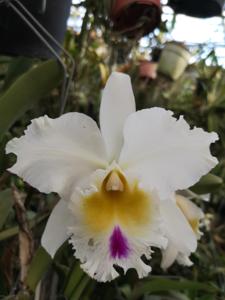 Rhyncholaeliocattleya Dal's Rapture