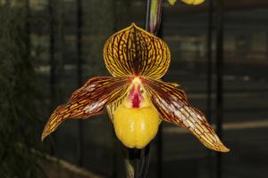 Paphiopedilum Harold Koopowitz