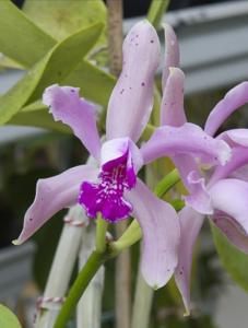 Cattleya Tessloo