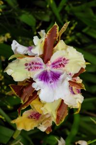 <i>Miltonia</i> Bastian Widmer