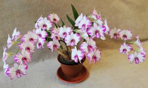 Dendrobium Enobi Purple