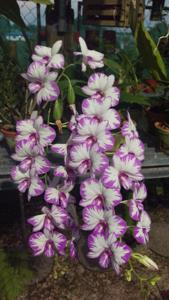 Dendrobium Enobi Purple