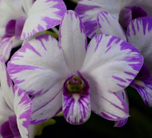 Dendrobium Enobi Purple