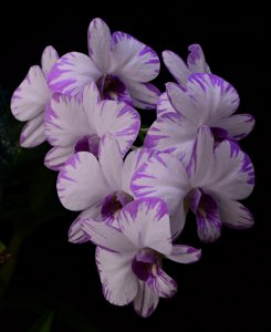 Dendrobium Enobi Purple