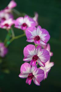 Dendrobium Enobi Purple