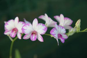 Dendrobium Enobi Purple