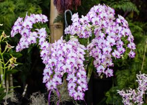 Dendrobium Enobi Purple