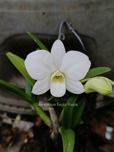 Dendrobium Enobi Purple