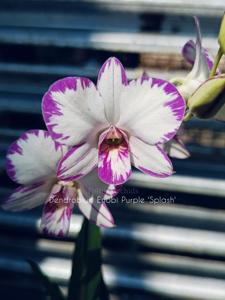 Dendrobium Enobi Purple