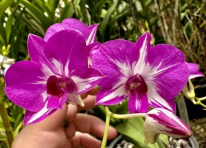 Dendrobium Enobi Purple