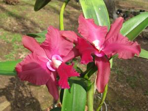 Rhyncholaeliocattleya Walden's Glen