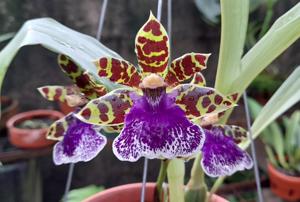 Zygopetalum Jumpin Jack