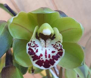 Cymbidium Gentle Touch