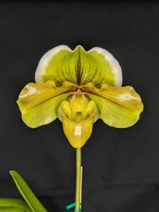 <i>Paphiopedilum</i> Carolina Park
