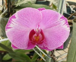 Phalaenopsis Minho Princess