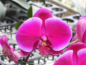 Phalaenopsis Formosa Rose