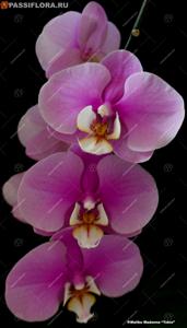 Phalaenopsis Malibu Madonna