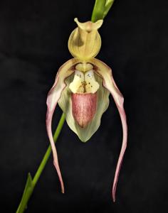 Phragmipedium China Dragon