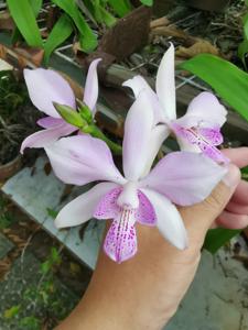 Caulocattleya Chantilly Lace