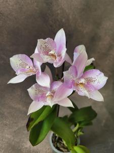 Caulocattleya Chantilly Lace