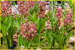 Calanthe Fuji