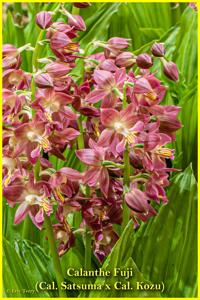 Calanthe Fuji