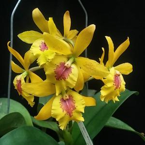 Epicatanthe Don Herman