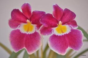 Miltoniopsis Eastern Bay