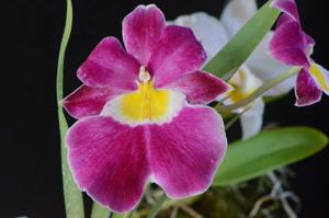 Miltoniopsis Eastern Bay