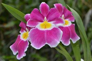 Miltoniopsis Eastern Bay