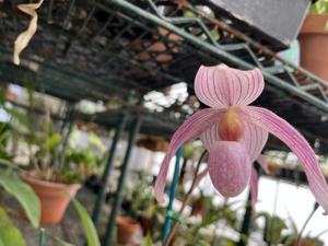 Paphiopedilum Doctor Toot