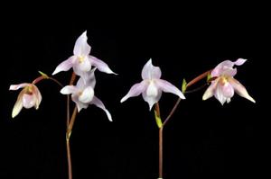 Paphiopedilum Doctor Toot