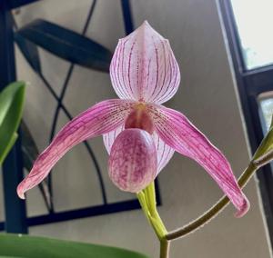 Paphiopedilum Doctor Toot