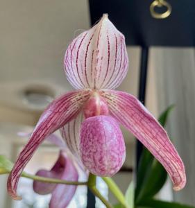 Paphiopedilum Doctor Toot