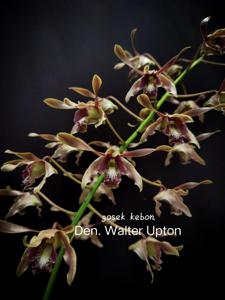 Dendrobium Walter Upton