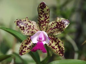 Cattleya Green Emerald