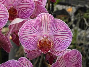 Phalaenopsis Jackie Debonis