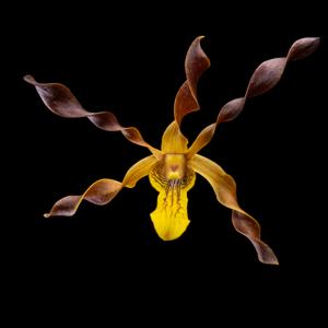 Dendrobium Touch of Gold