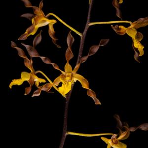 Dendrobium Touch of Gold