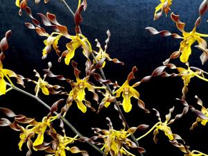 Dendrobium Touch of Gold