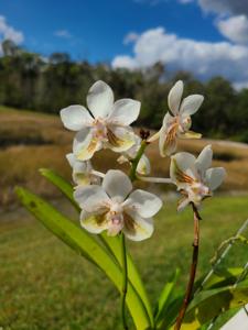 Vanda Miami Snowdrop